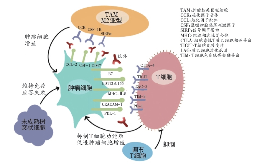 图1 肿瘤细胞免疫逃逸