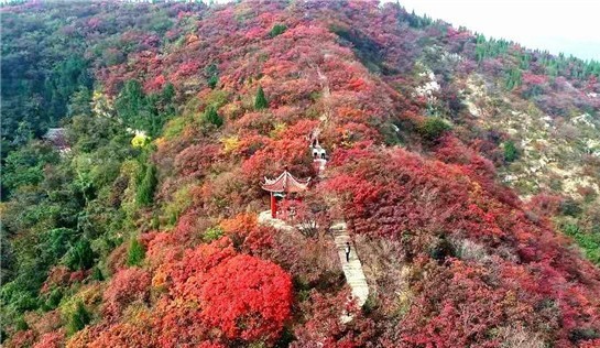 红叶柿岩旅游区自驾1日游线路体验活动,进一步提升景区秋季旅游品牌