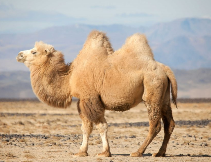 图1.双峰驼:bactrian camel