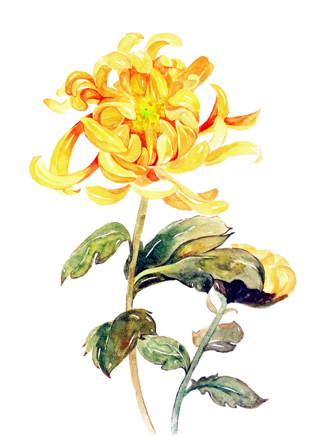 重阳节 节气 浓浓敬老情 样式模板素材 提子科技北京有限公司