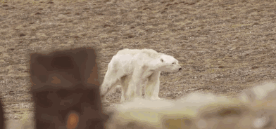 45491ce0cd2400f1ad8474637a35b5d8.gif