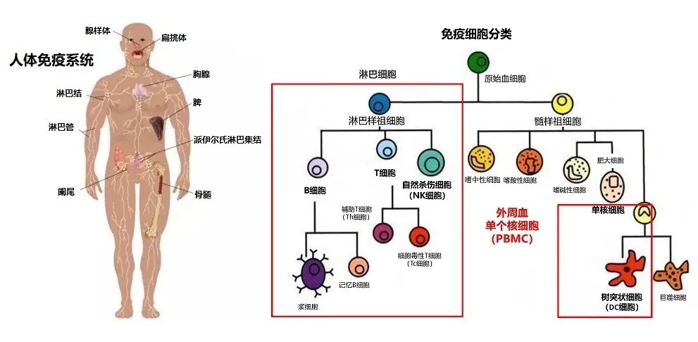 综述 免疫系统与衰老的关系 近期文章 科研成果 上海尚泰生物技术有限公司