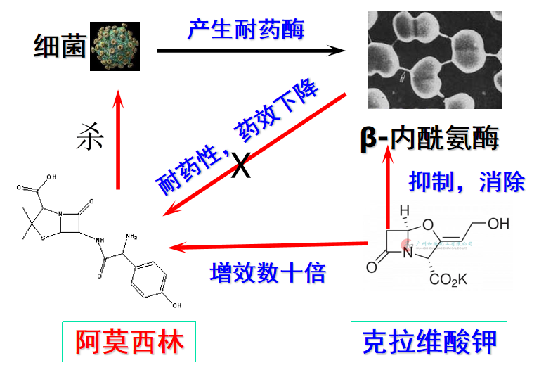 孚美安=克拉维酸钾(β-内酰胺酶抑制剂) 高效杀菌剂抗生素在动物疾病