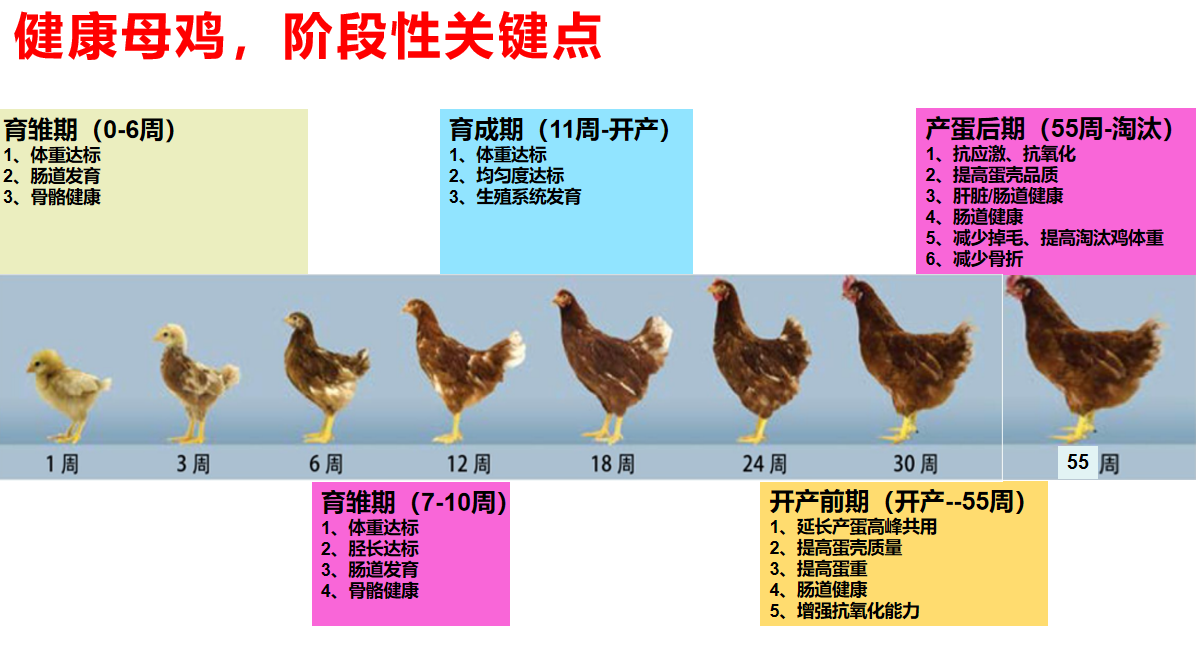 从雏鸡到开产,开产后期,我们要根据各生产阶段的关键点,针对性选择