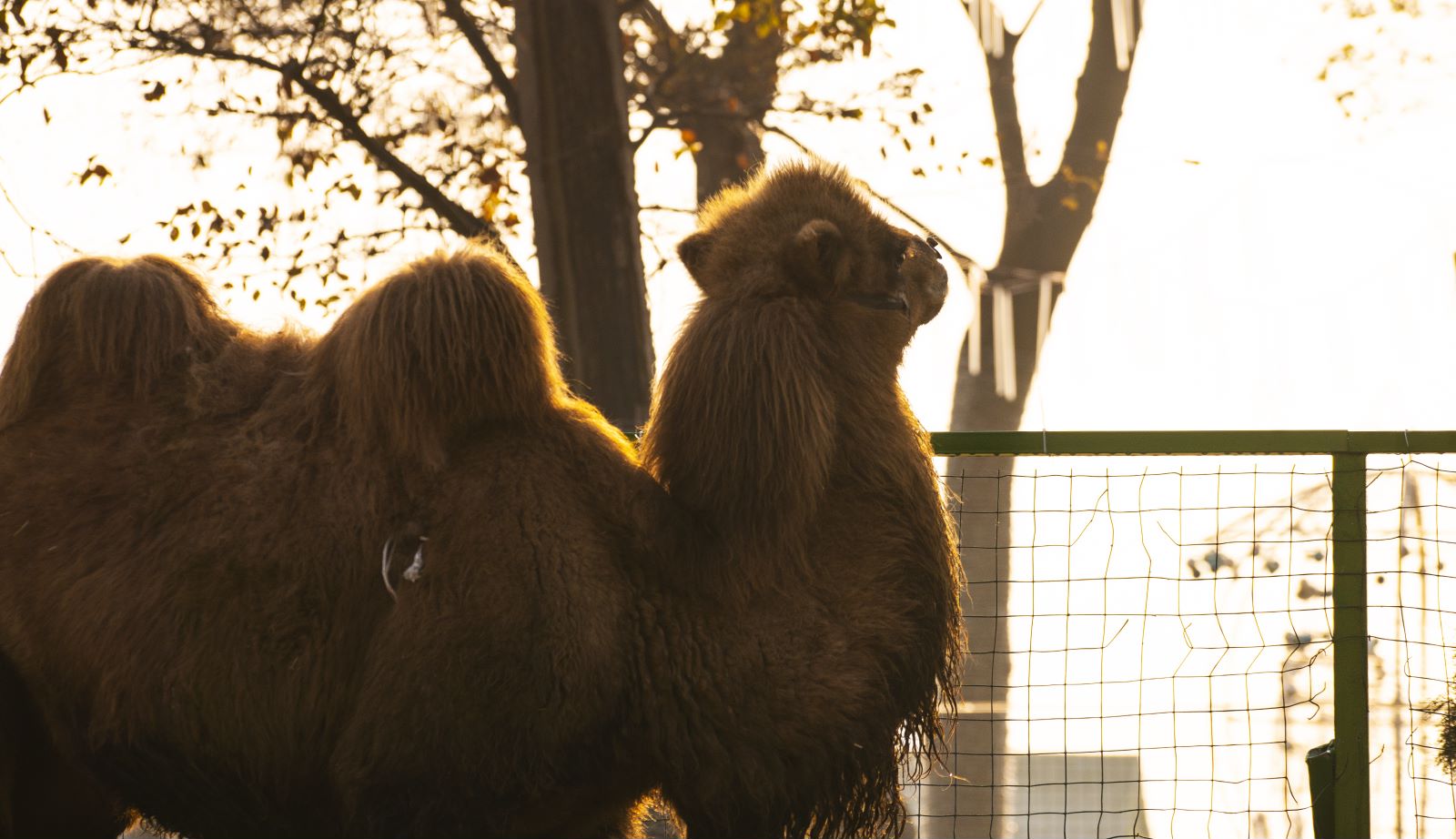 下沙网红骆驼乐园·五一特惠来袭丨119.9元/位成人票+烧烤套餐丨首家骆驼乐园，占地200亩，集户外运动，大自然教育，萌宠乐园为一体的综合性乐园