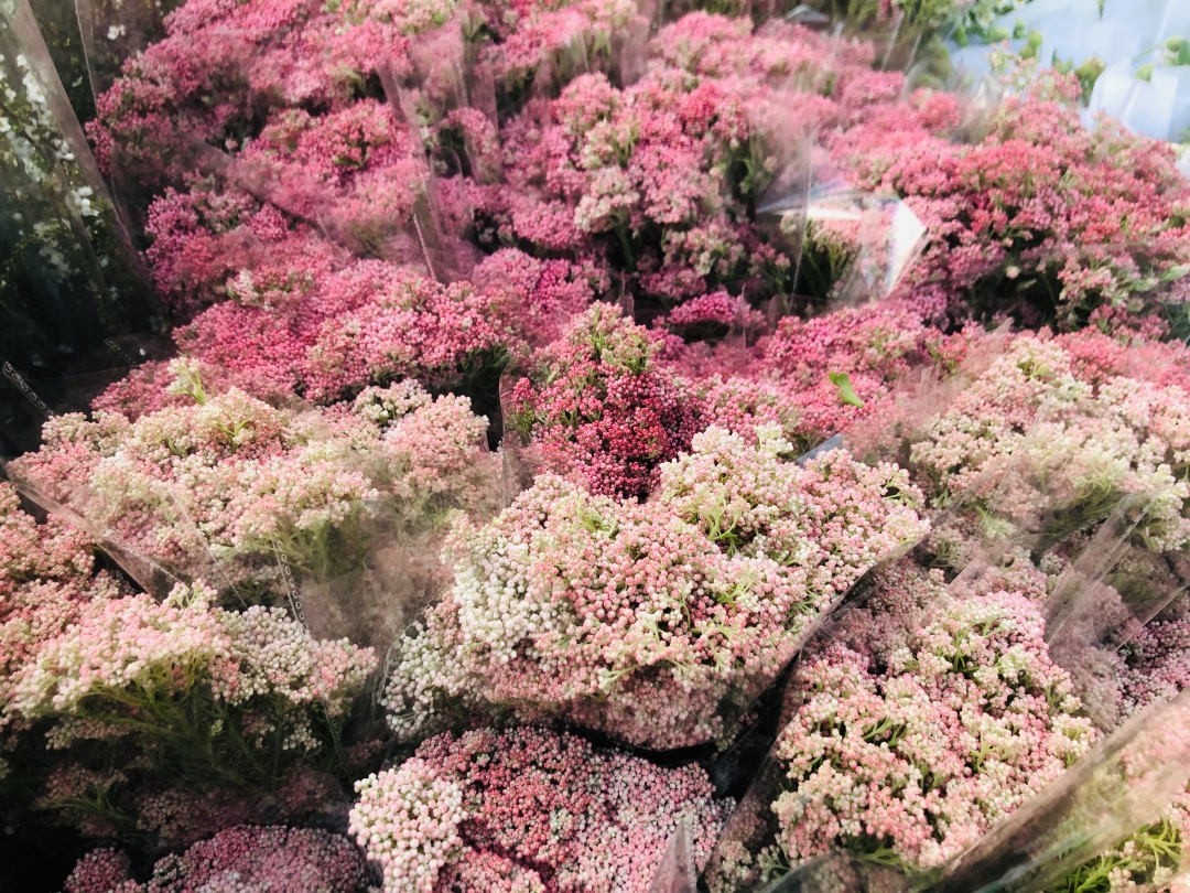 又到春暖花开时 这些花千万别错过了 花易宝 好货源选大平台