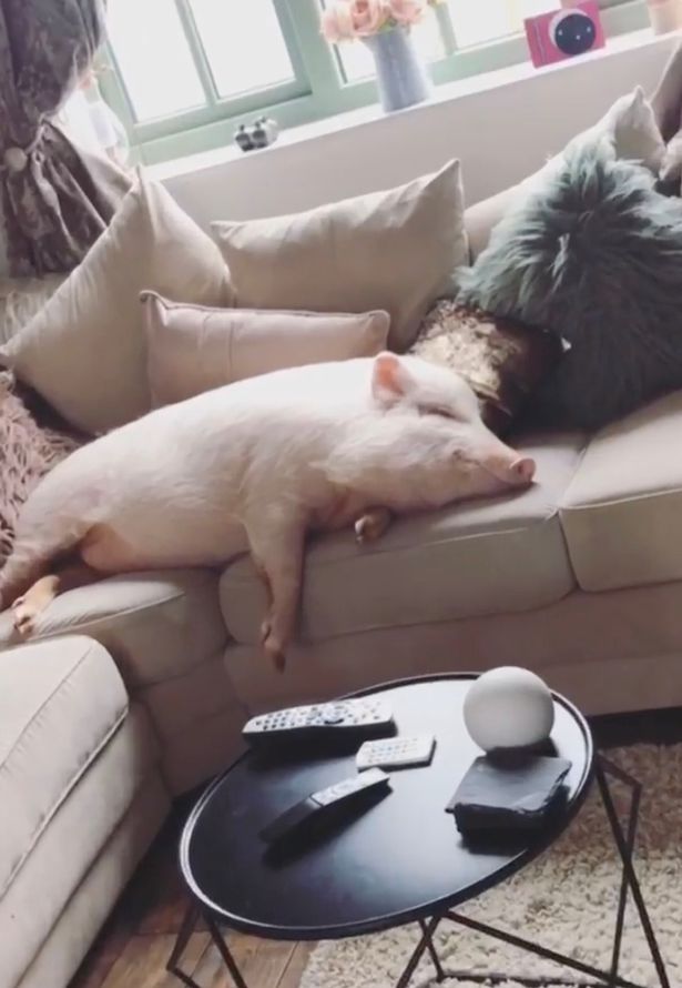 0_PAY-Pig-obsessed-influencer-treats-her-80kg-porker-like-a-child-with-cuddles-on-the-sofa-INSIDE-the-ho (1).jpg