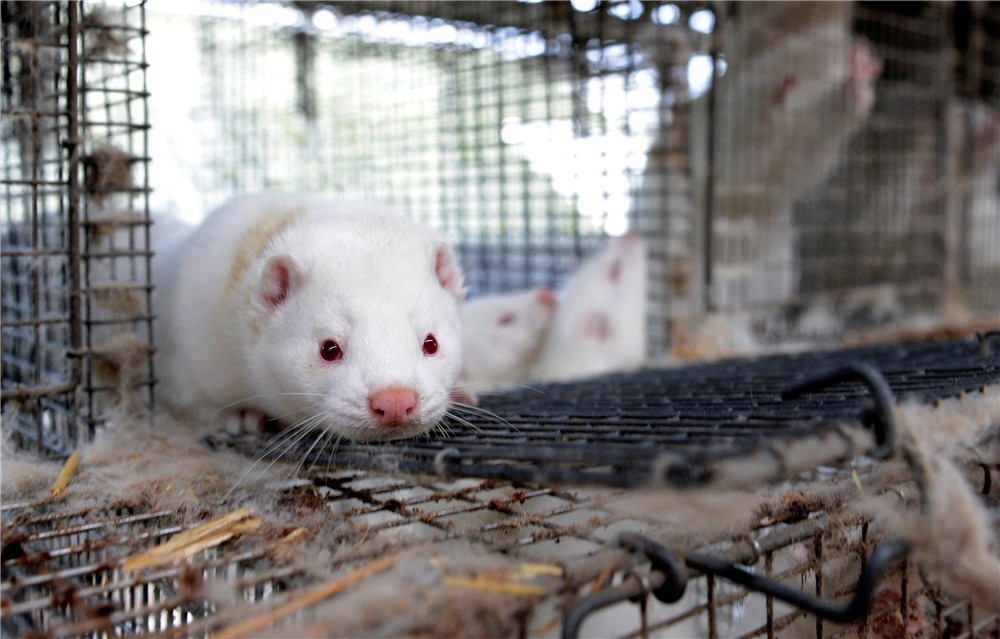 2020-10-02T113656Z_165597590_RC2BAJ9ASLY7_RTRMADP_3_HEALTH-CORONAVIRUS-DENMARK-MINK.jpg