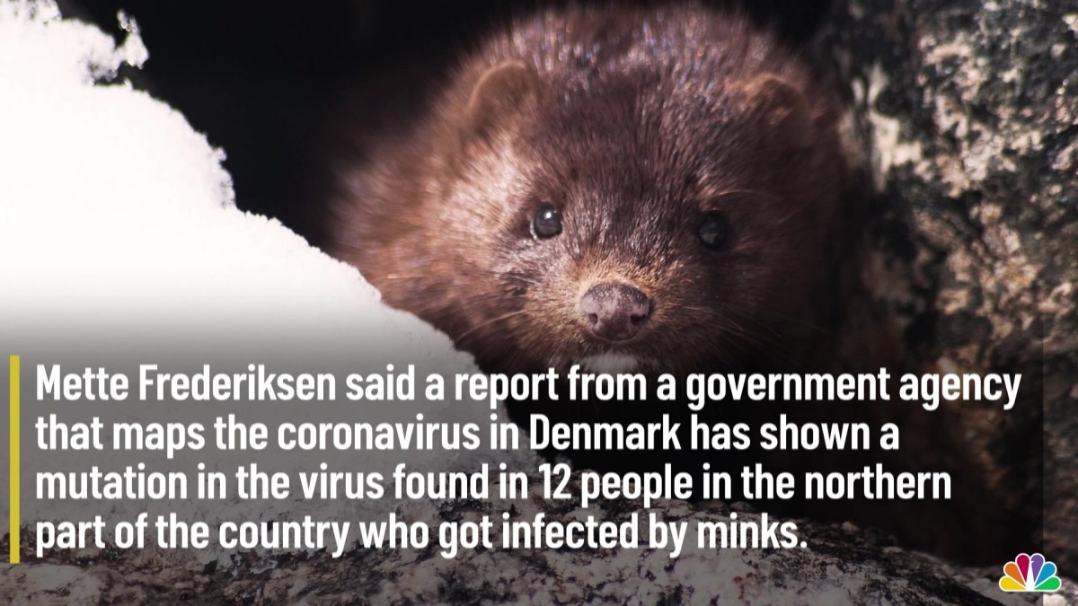 denmark_covid_minks_1920x1080_1815499331690.jpg