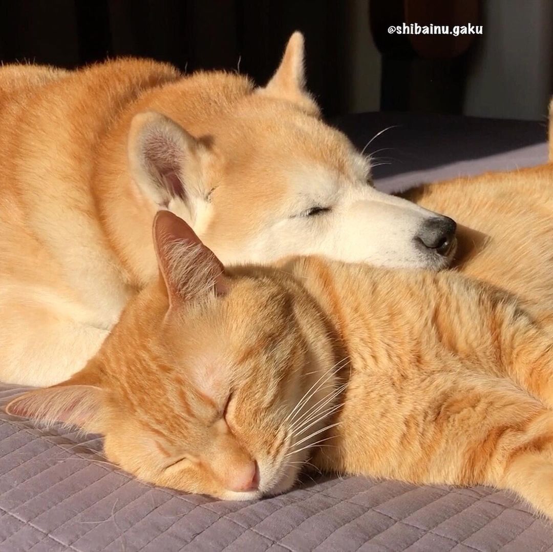 shibainu.gaku_83066512_674318976664577_4366275685248247128_n.jpg