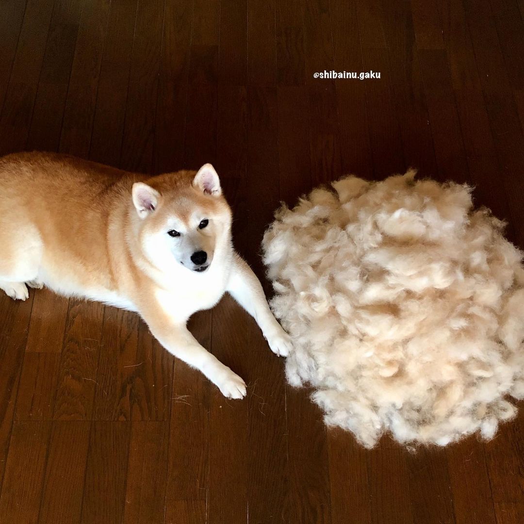 shibainu.gaku_119478292_335307584467747_1906813172759211718_n.jpg