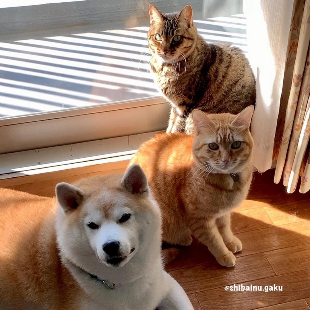 shibainu.gaku_124174735_139854131173115_4975127587222941724_n.jpg
