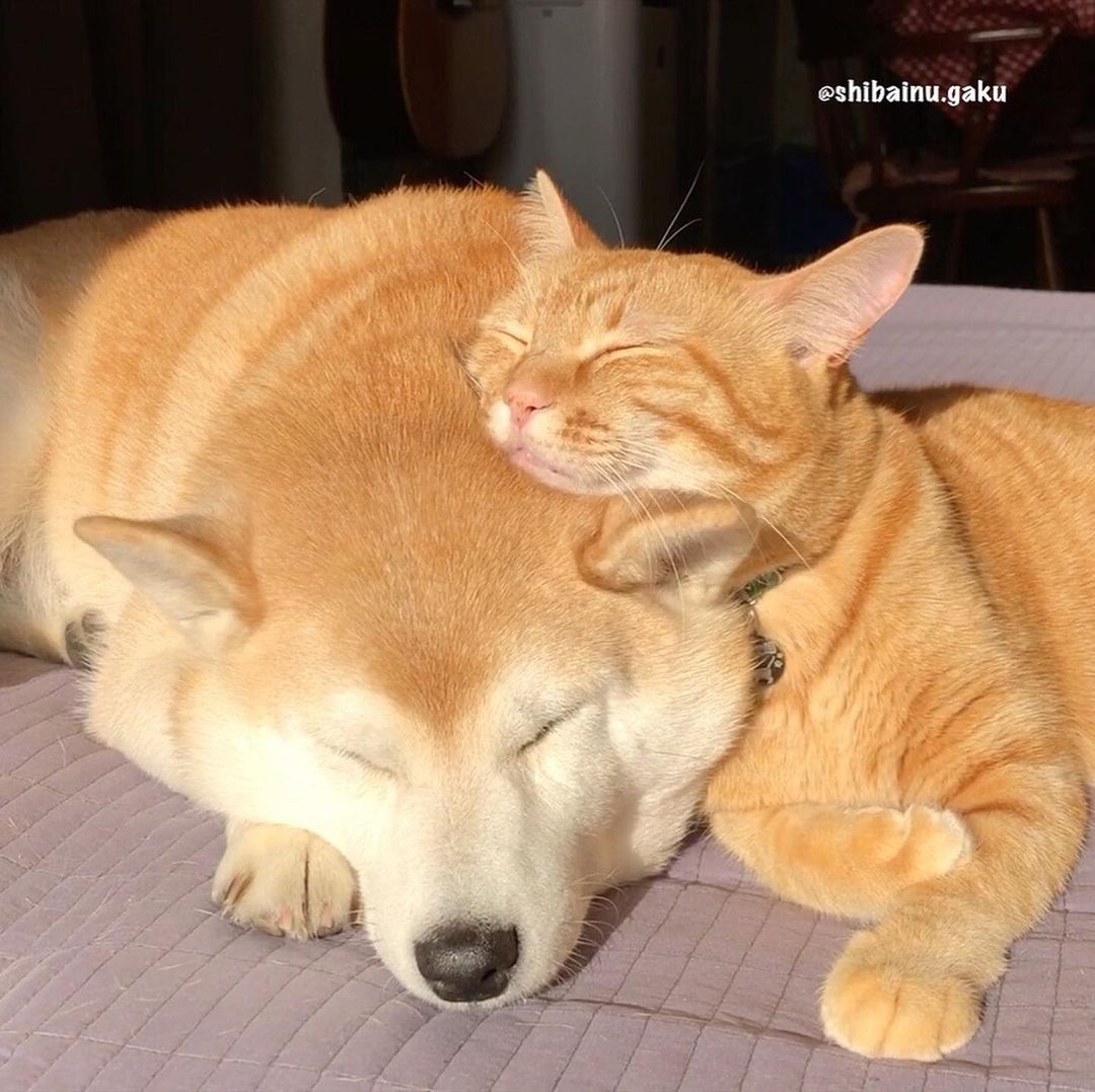shibainu.gaku_82888912_1344645519071984_7791136203162251657_n.jpg
