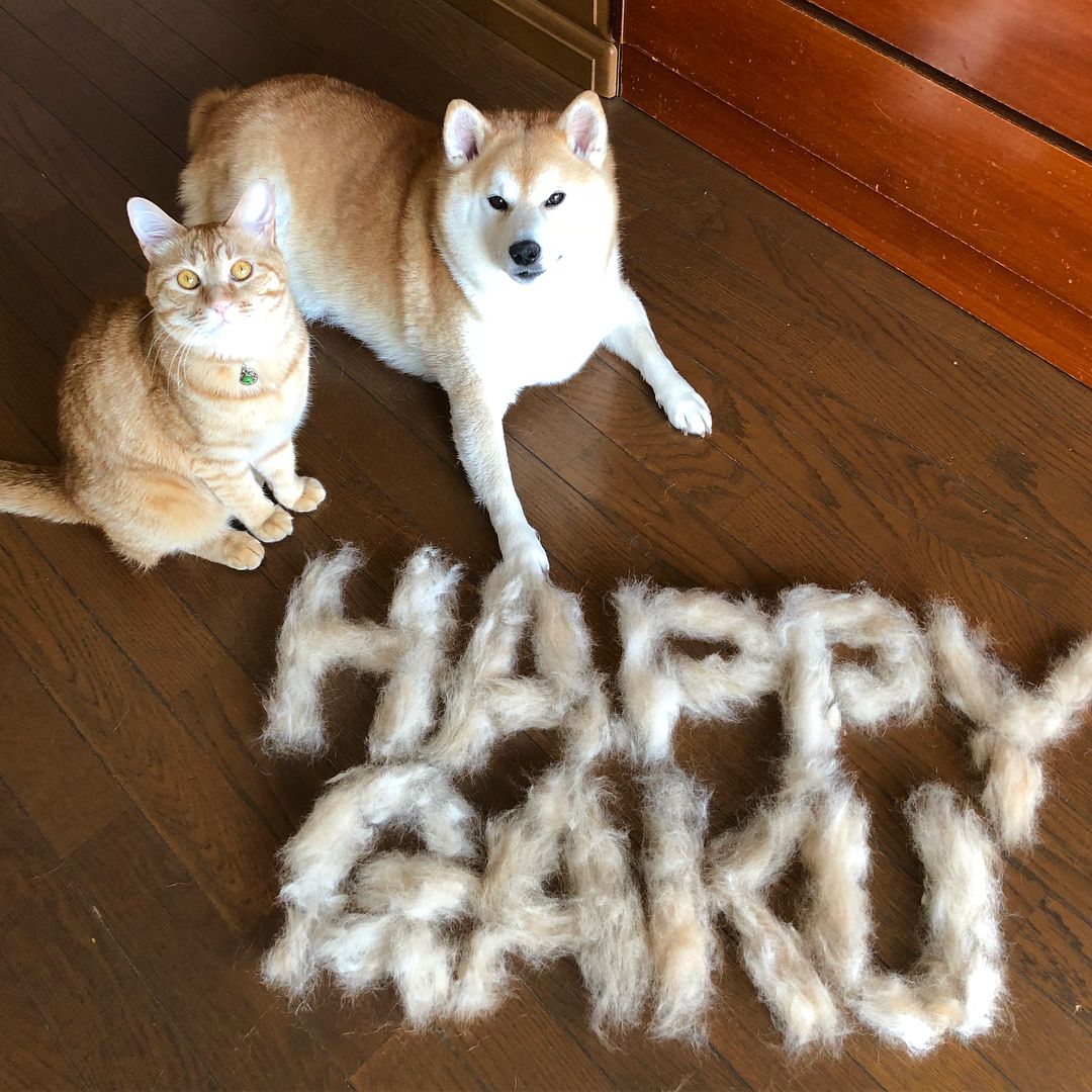 shibainu.gaku_30841254_2025168984219840_566130716006416384_n.jpg