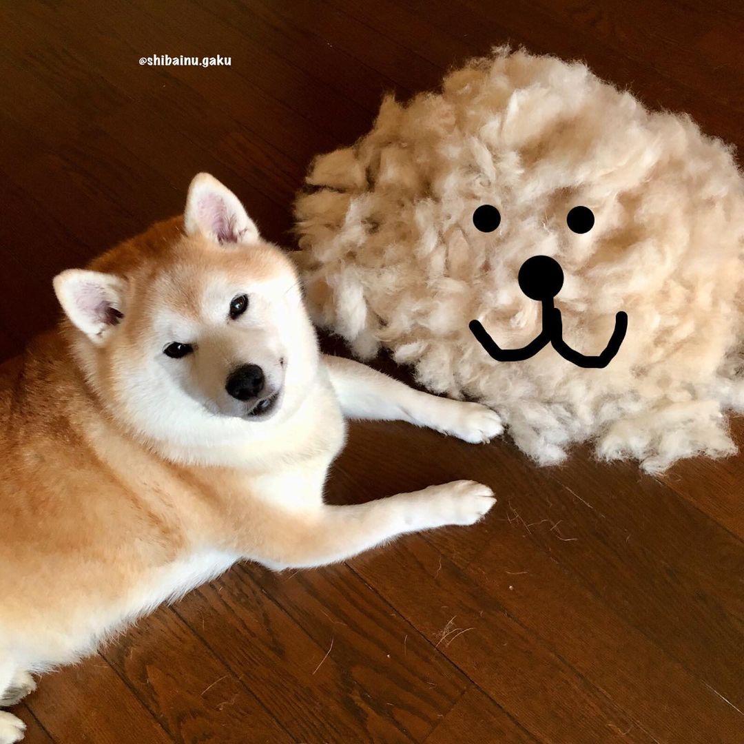 shibainu.gaku_119178062_644829909495295_1184330624588576186_n.jpg