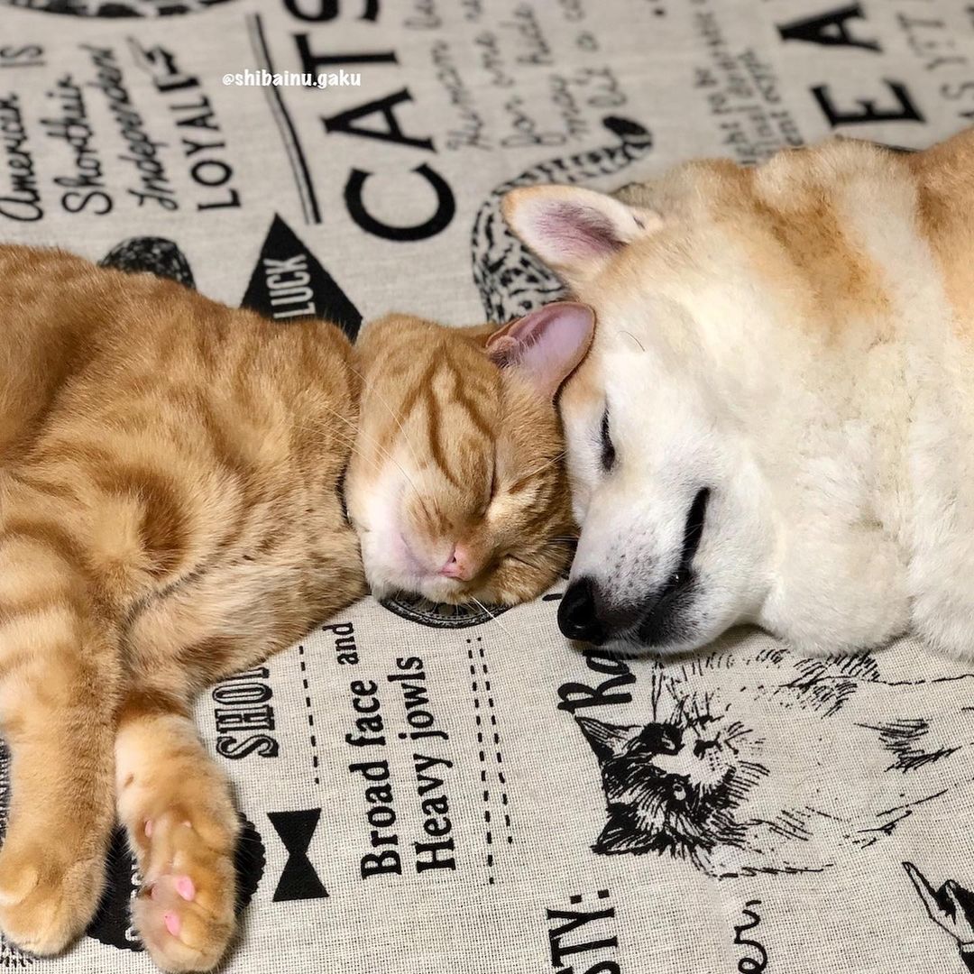 shibainu.gaku_116832532_2690688787857927_6986785874833366406_n.jpg