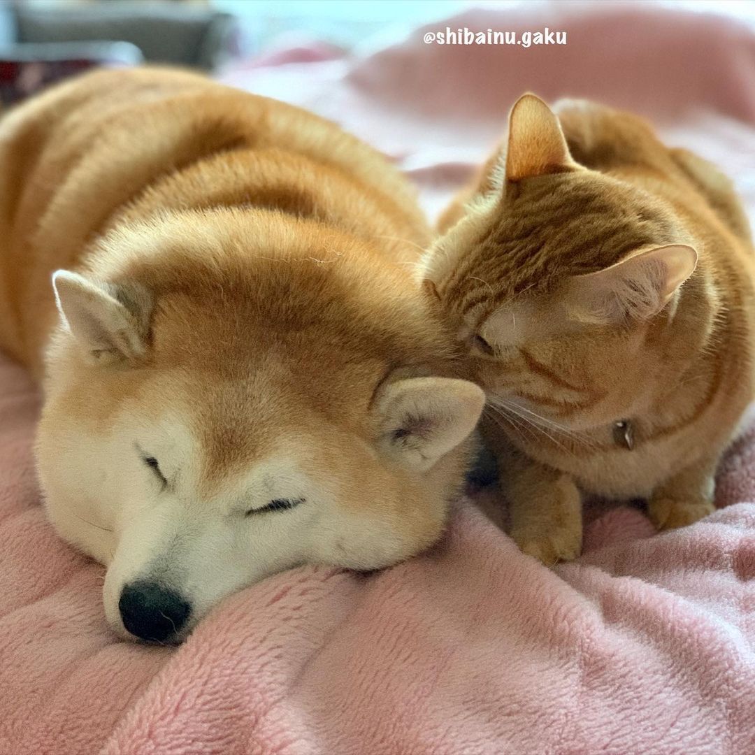 shibainu.gaku_123983246_368468774369430_1183638177977570882_n.jpg