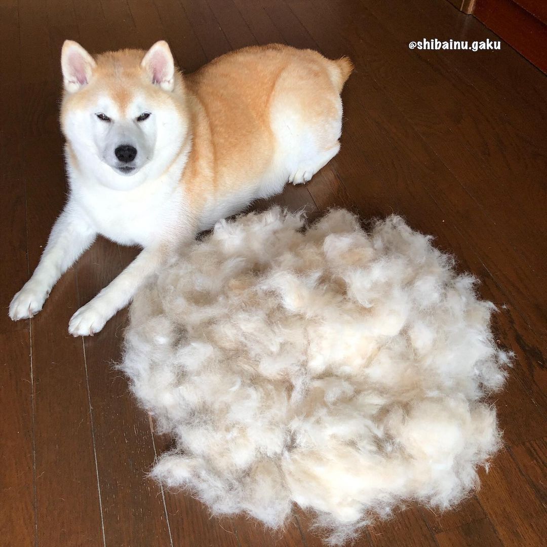 shibainu.gaku_105967988_2633402083540534_6713903342556703055_n.jpg