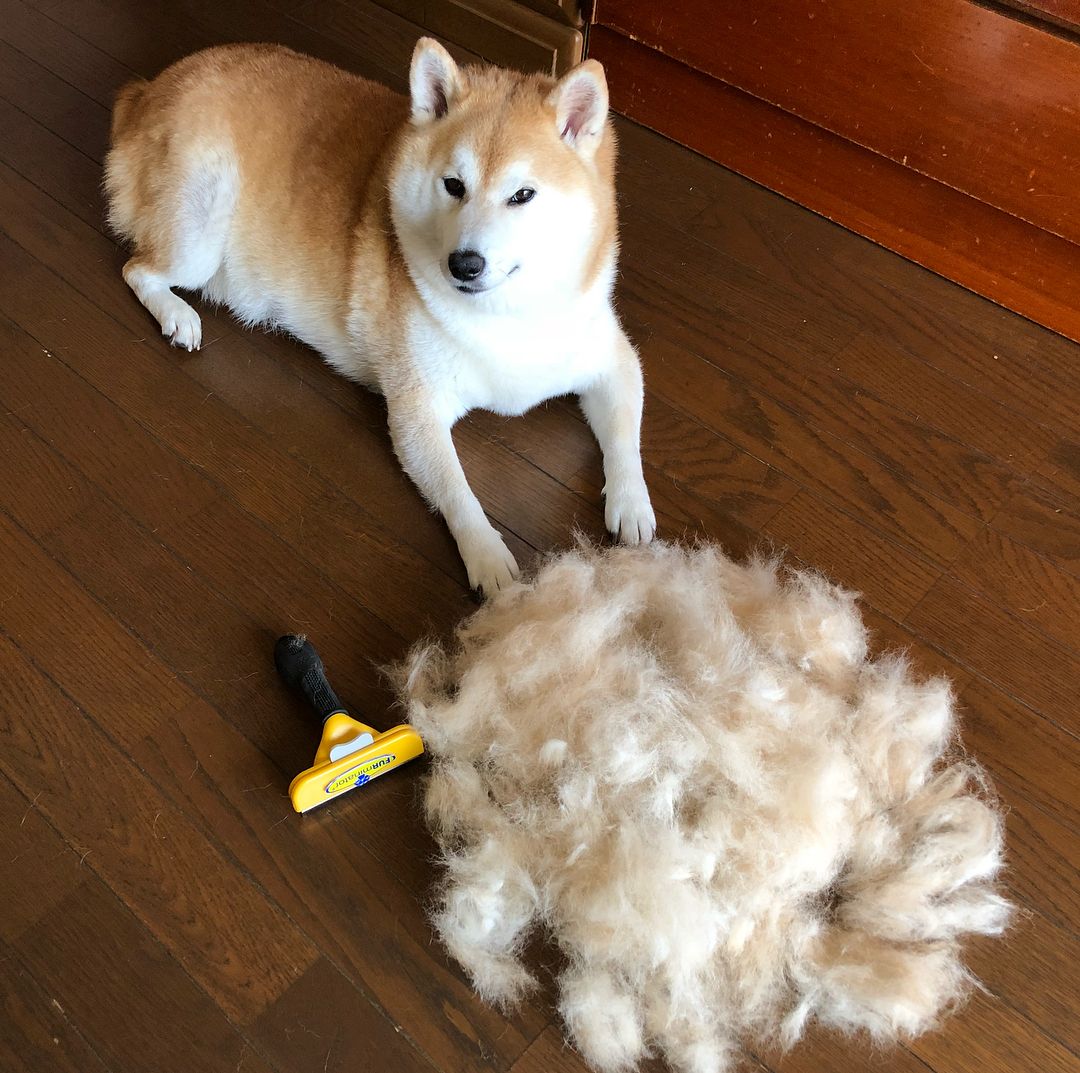 shibainu.gaku_31391092_578750805829086_2531676688899637248_n.jpg