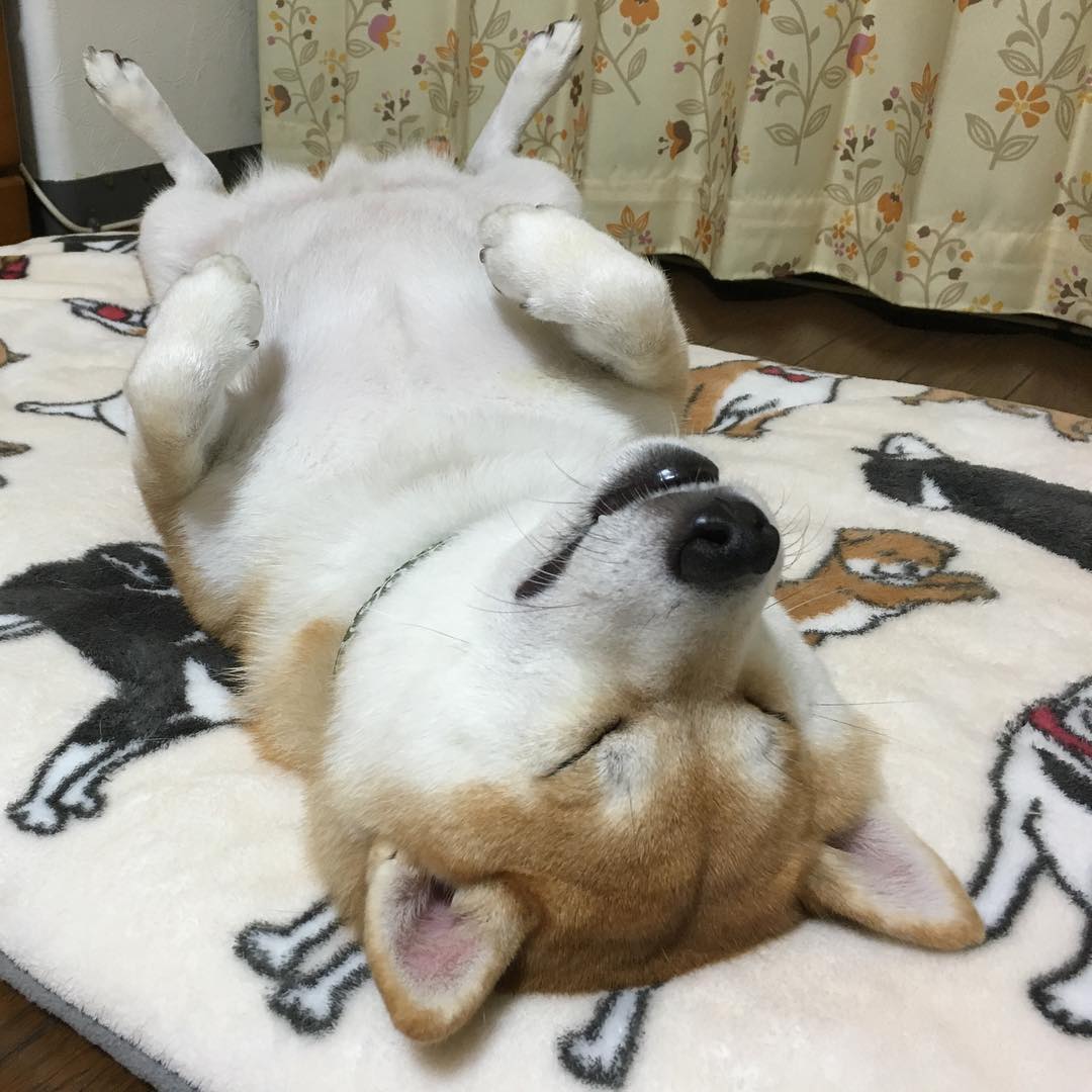 shibainu.gaku_14350819_1252814604770114_45621493_n.jpg