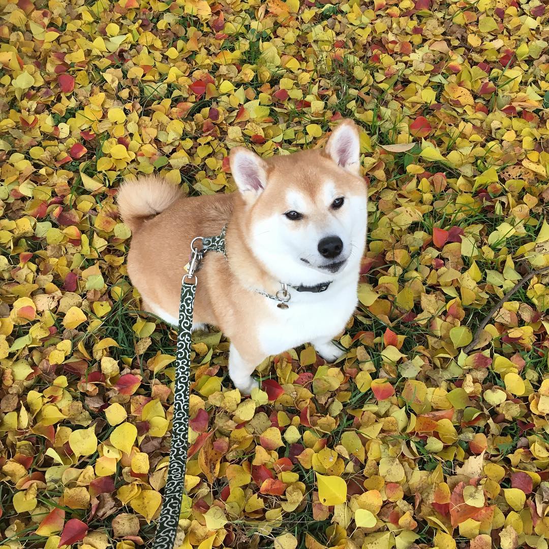 shibainu.gaku_15043984_342751892764427_594836198648709120_n.jpg