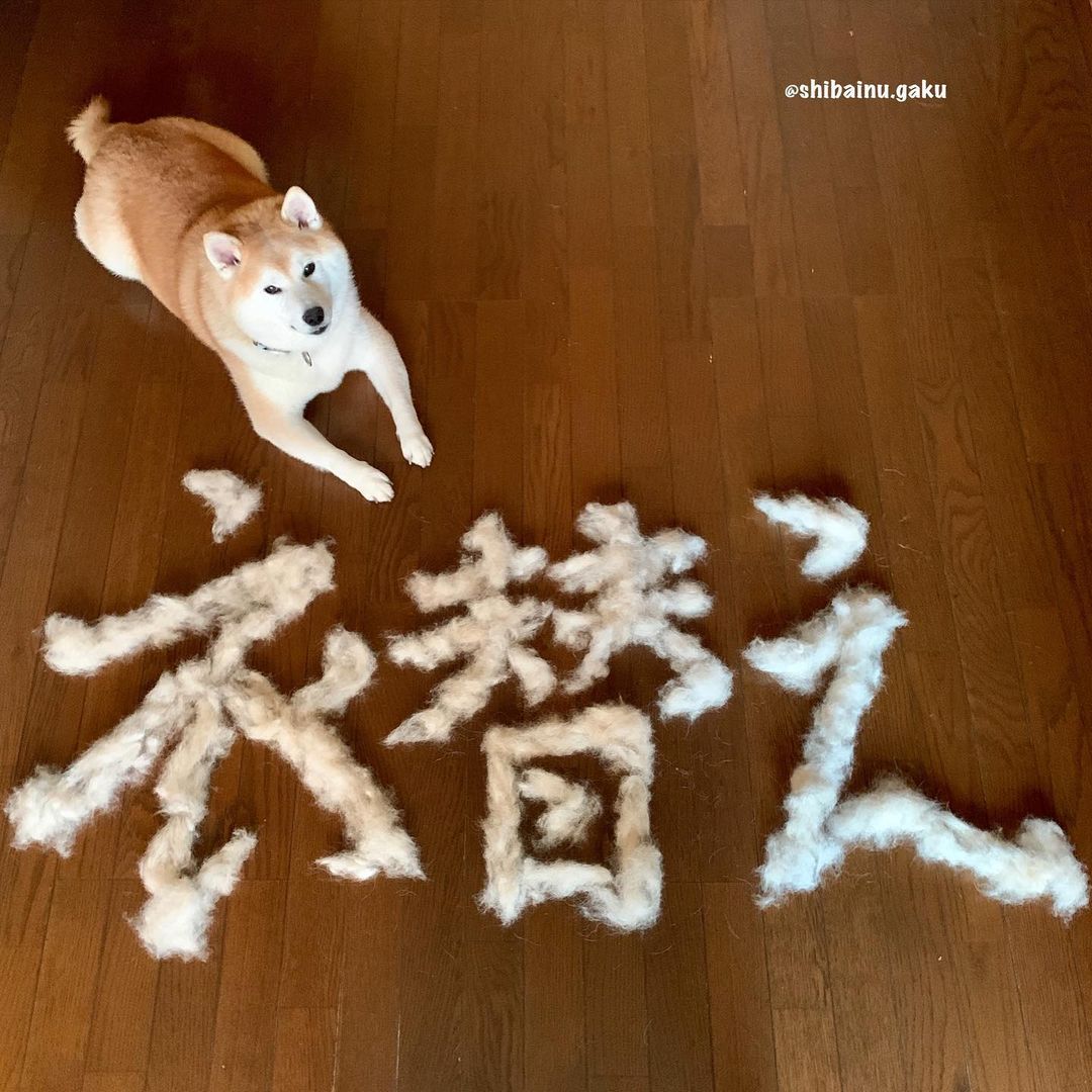 shibainu.gaku_122154000_360750871708675_7837472464383077652_n.jpg