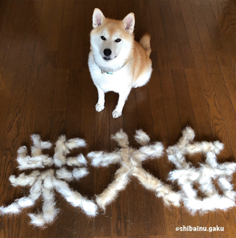 shibainu.gaku_66830225_550119745525985_7056034554336421275_n.jpg