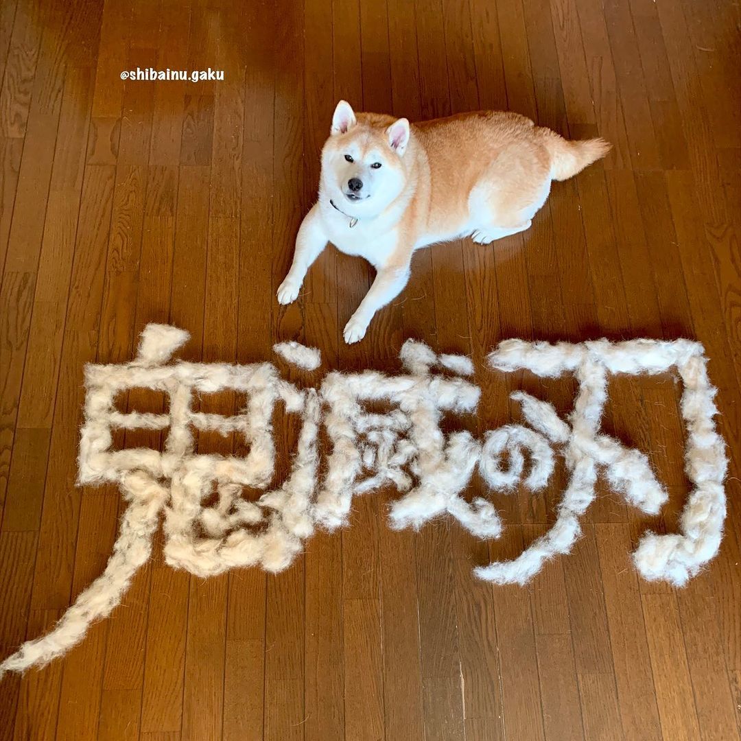 shibainu.gaku_122475657_2787800794834417_5863089876278336065_n.jpg