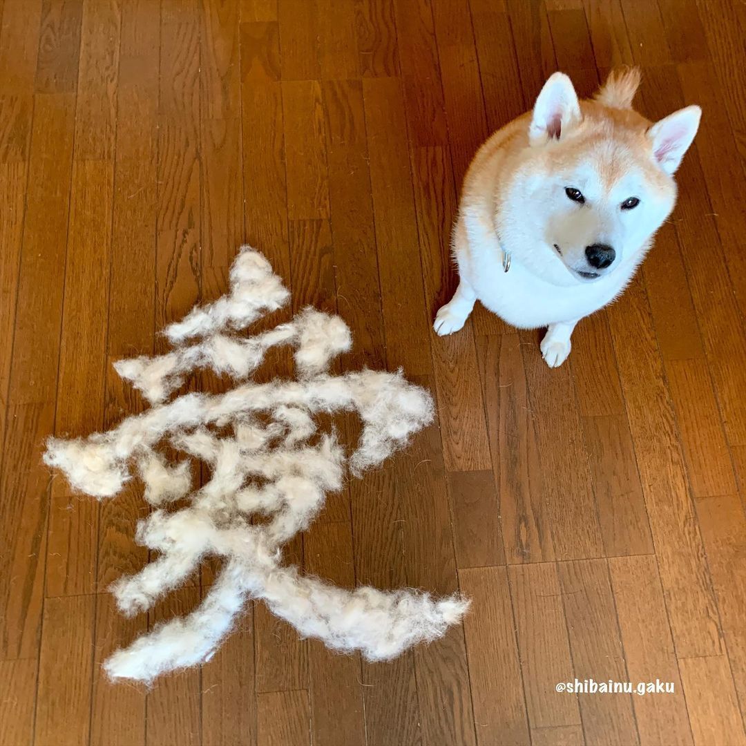 shibainu.gaku_123180123_377373783613728_5137890340628812785_n.jpg