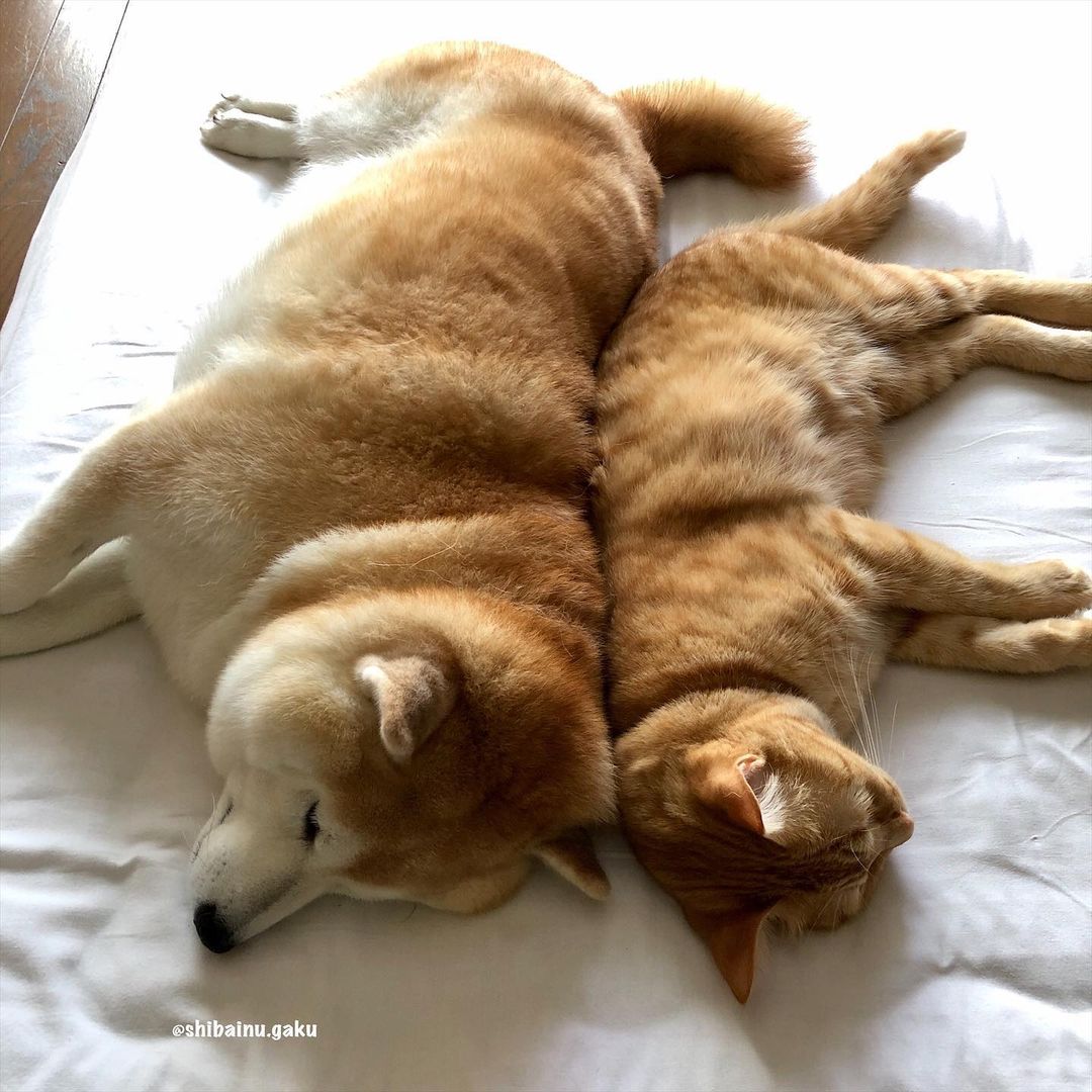 shibainu.gaku_116268662_2645148332418929_6918666001711386826_n.jpg