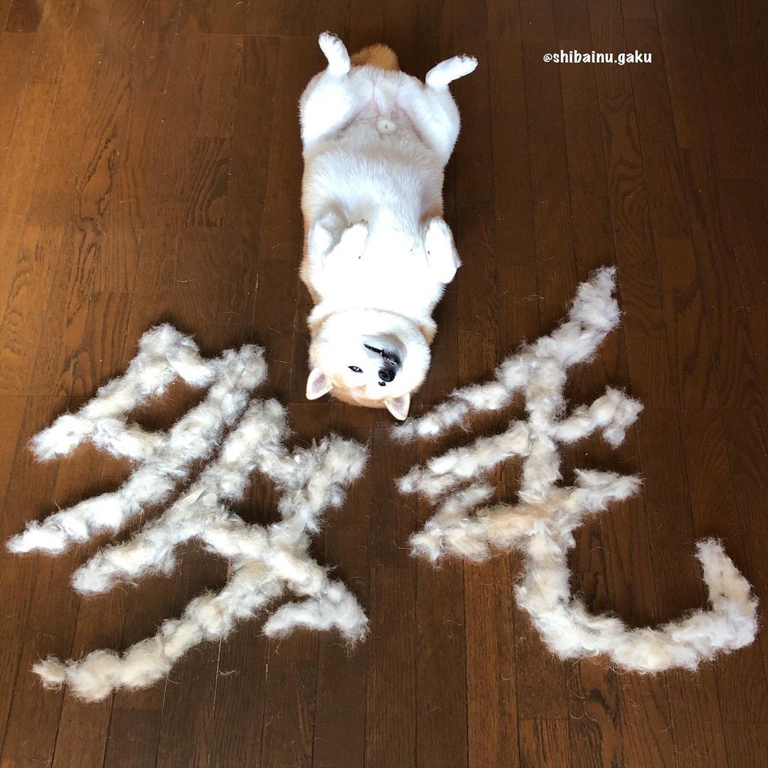 shibainu.gaku_119118087_349269982784008_7265683789765498976_n.jpg