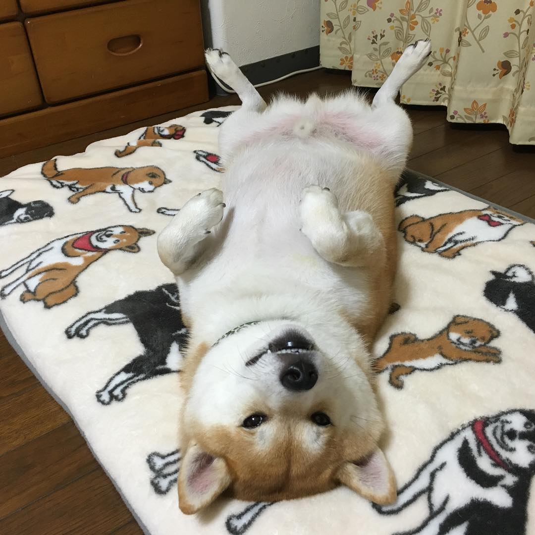shibainu.gaku_14350867_323455948007682_256206194_n.jpg