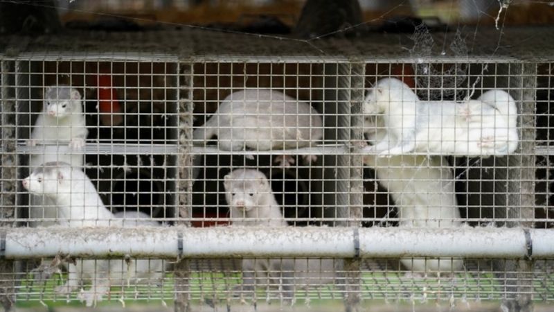 _115231560_mink1reuters.jpg