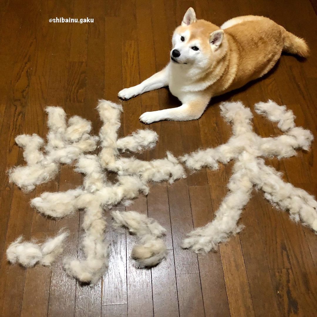 shibainu.gaku_119223208_1259400861077311_2213170837271163262_n.jpg