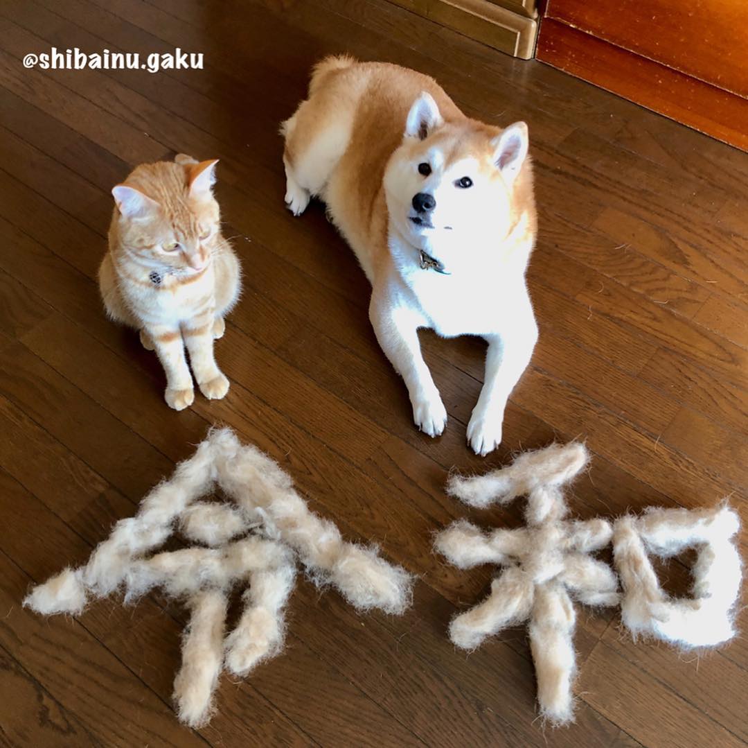 shibainu.gaku_57649002_279837339566972_5059886390150195580_n.jpg