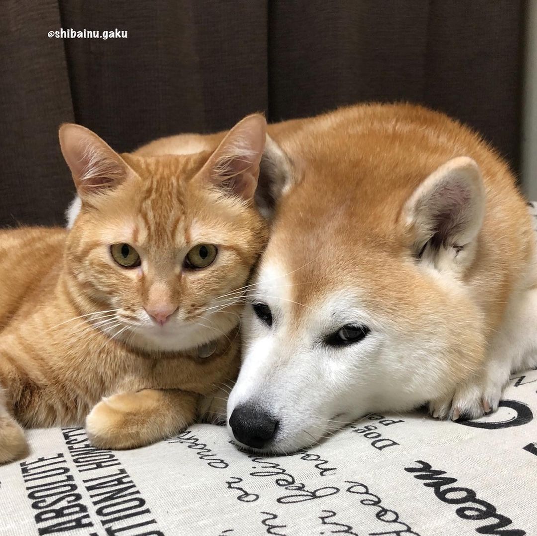 shibainu.gaku_120090479_1297279823951703_22106272156075661_n.jpg