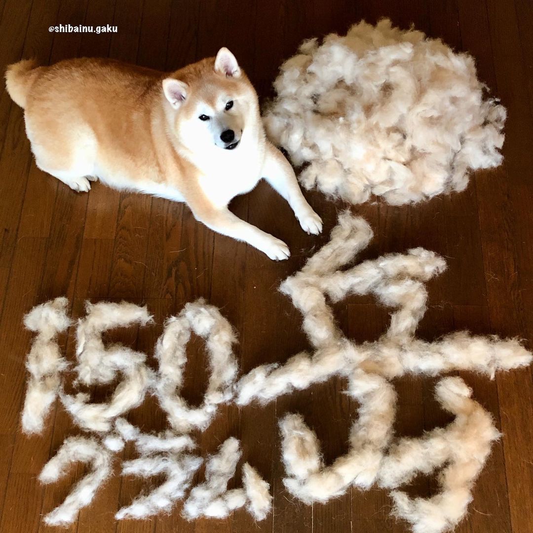 shibainu.gaku_119042132_977716006028563_4884550042630100994_n.jpg