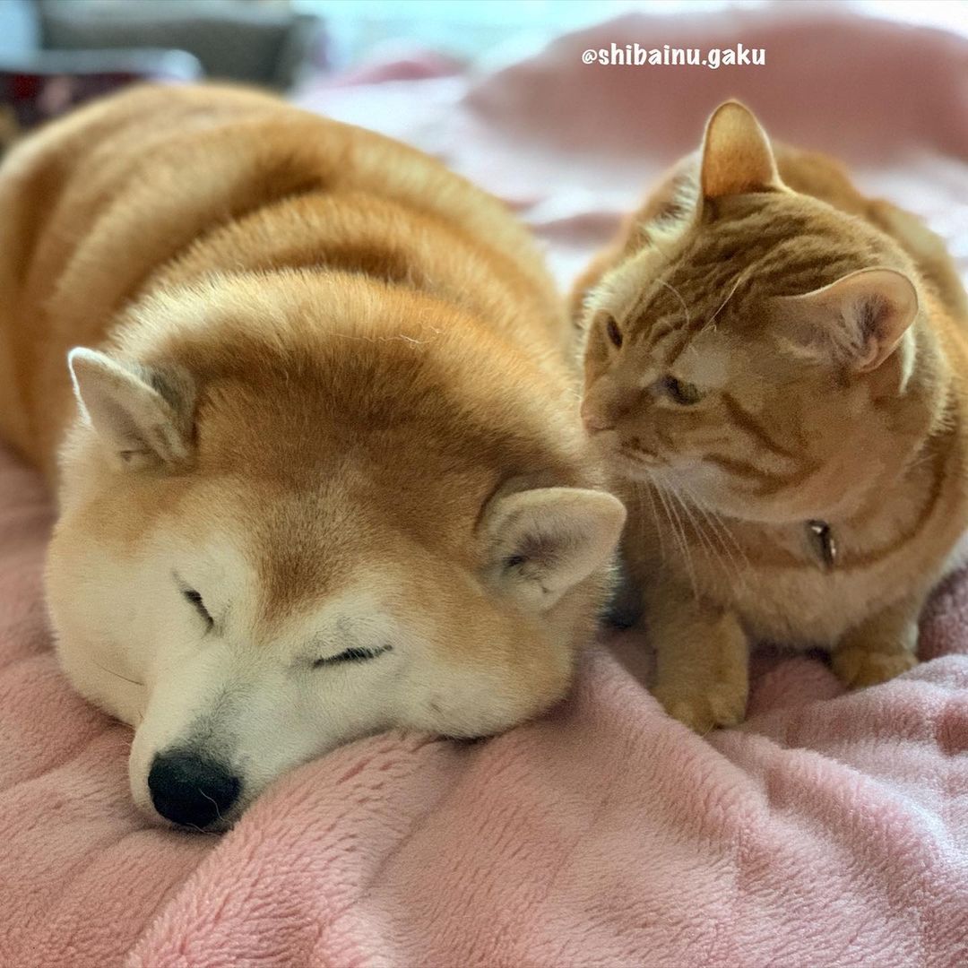 shibainu.gaku_123934972_3399139136790631_6398538986604158384_n.jpg