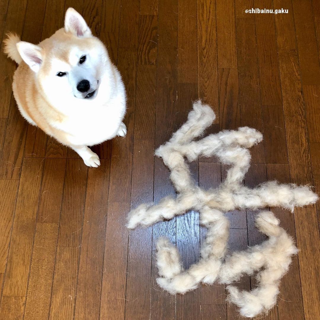 shibainu.gaku_118988121_3570490466308483_2191340753935660085_n.jpg