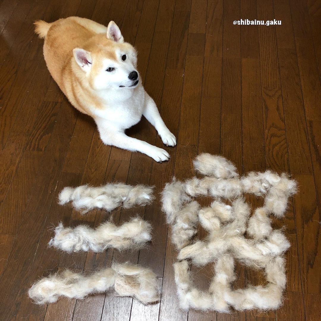 shibainu.gaku_105948600_181803586626197_1936962111744484852_n.jpg