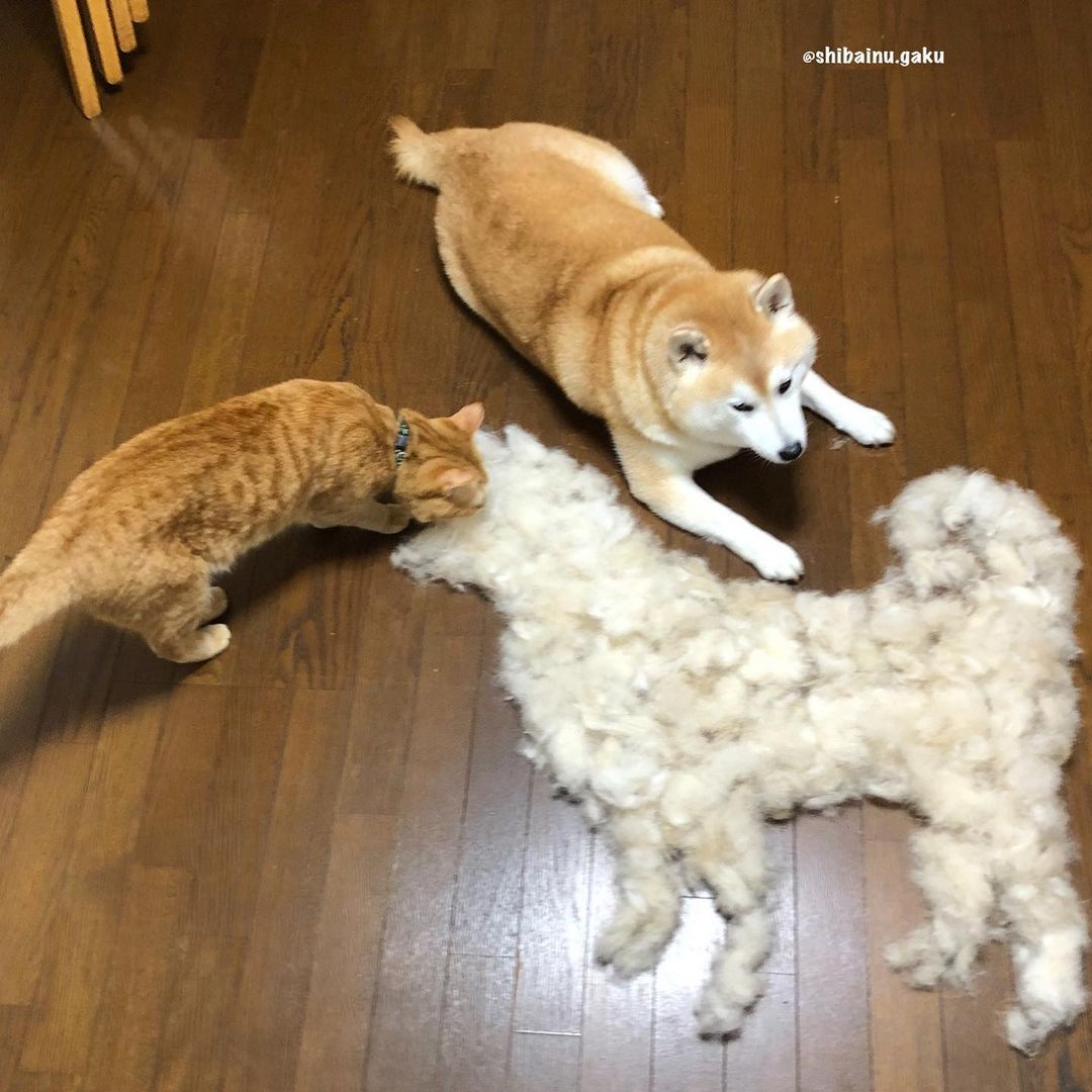 shibainu.gaku_119468266_643506116549568_1956023567993593470_n.jpg