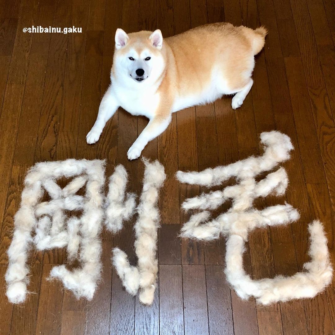 shibainu.gaku_118945169_678265169709064_7200478265370521487_n.jpg