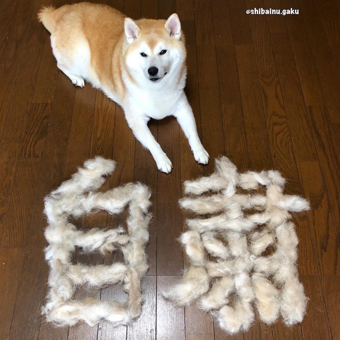 shibainu.gaku_106033639_642054809835942_5522387075336494225_n.jpg
