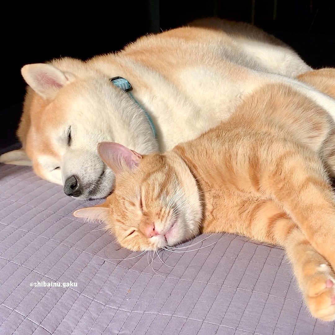 shibainu.gaku_122275163_394864451672721_1243838116461337089_n.jpg