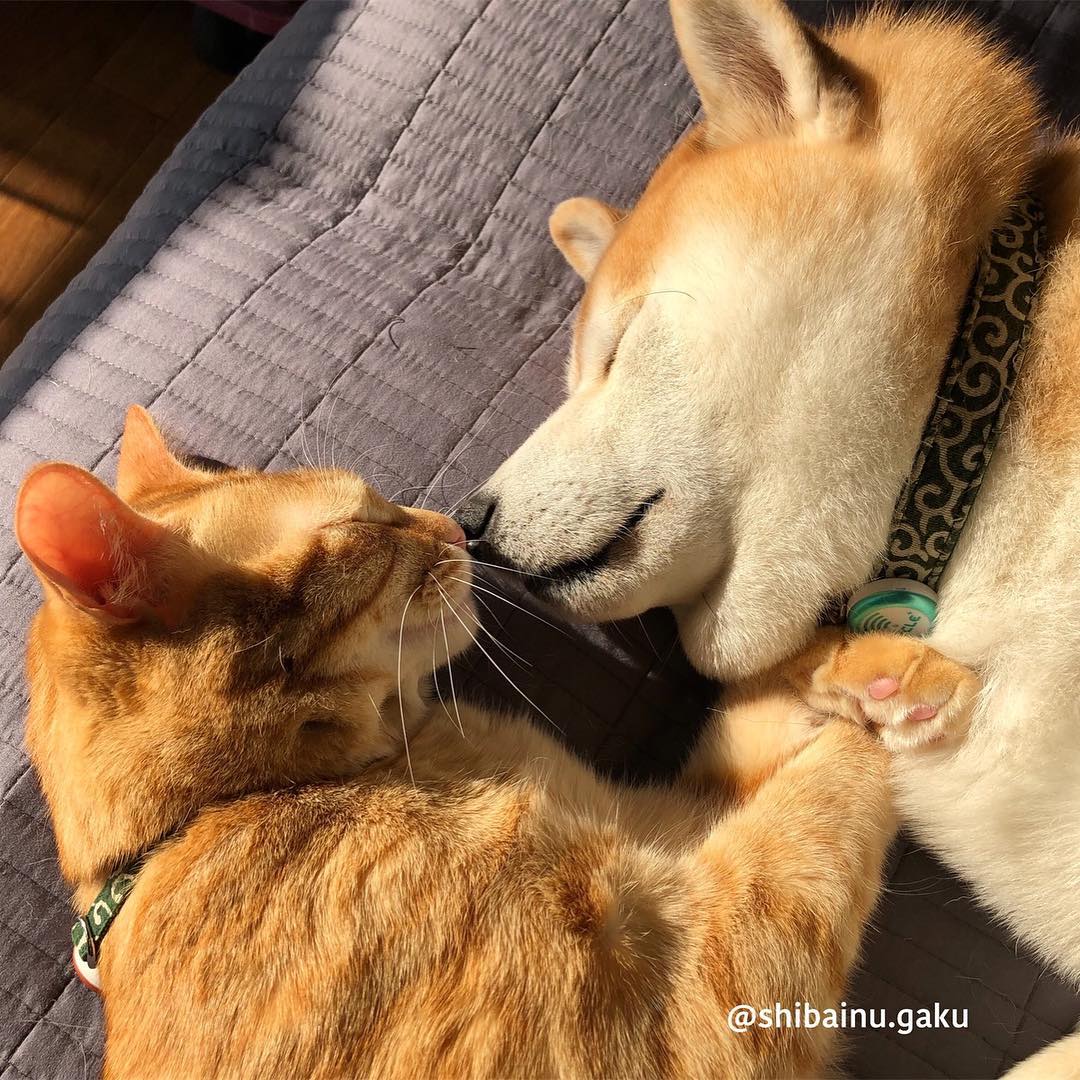 shibainu.gaku_49798912_734535206946358_3290868730783166969_n.jpg