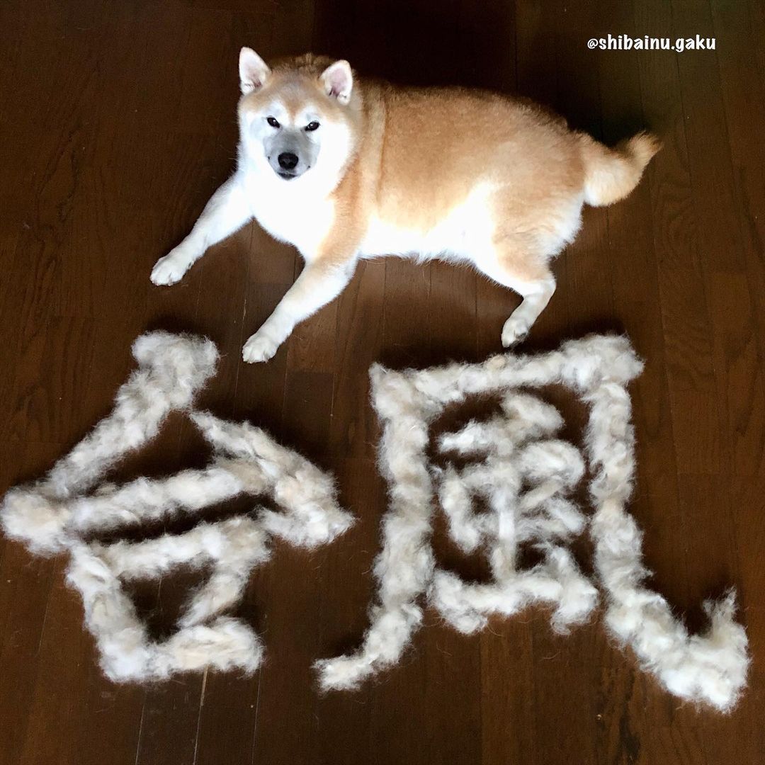 shibainu.gaku_120193684_152801436494481_6994669474781715772_n.jpg