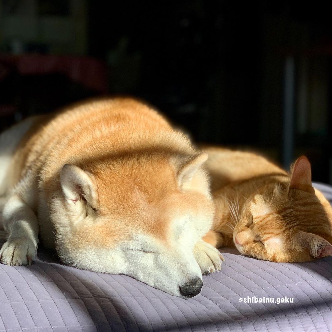 shibainu.gaku_124880485_1131527723935652_7505859252249886107_n.jpg