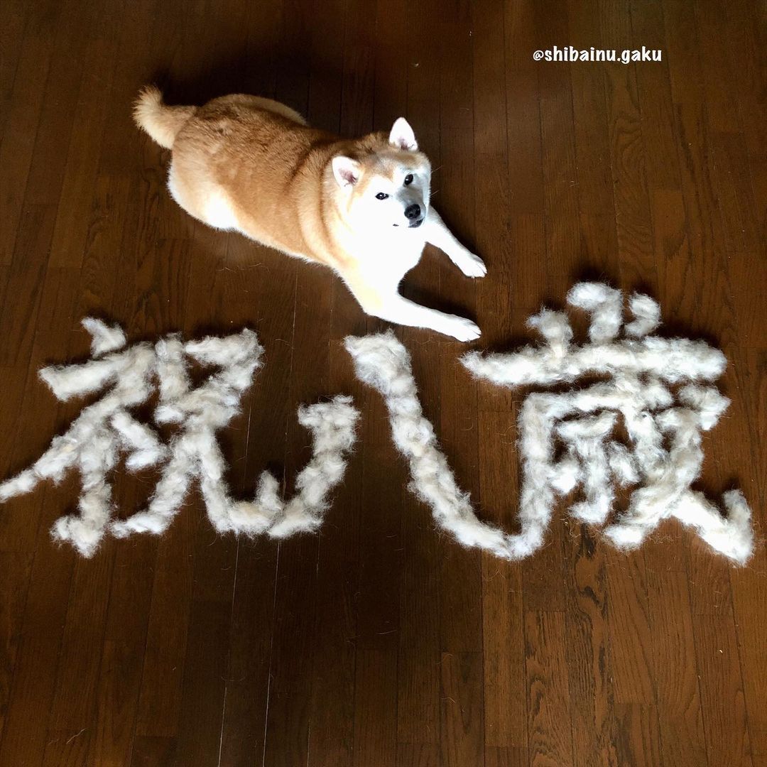 shibainu.gaku_120201954_193589802143747_5627384201413919899_n.jpg