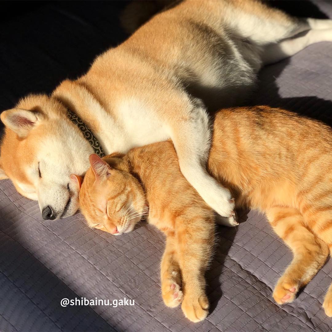 shibainu.gaku_49813297_403759967040543_4621718950513032656_n.jpg