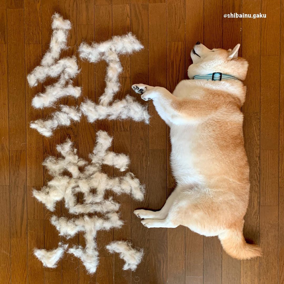 shibainu.gaku_125399481_1319794128398046_2345080476950038386_n.jpg